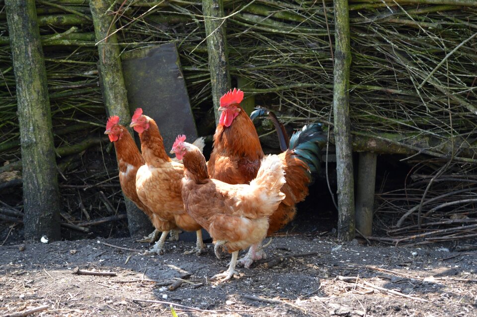 Poultry farm nature