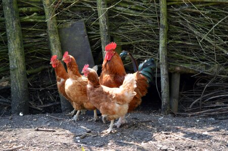 Poultry farm nature