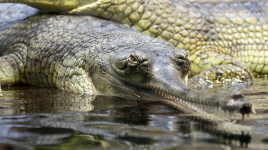 Animal close-up crocodile