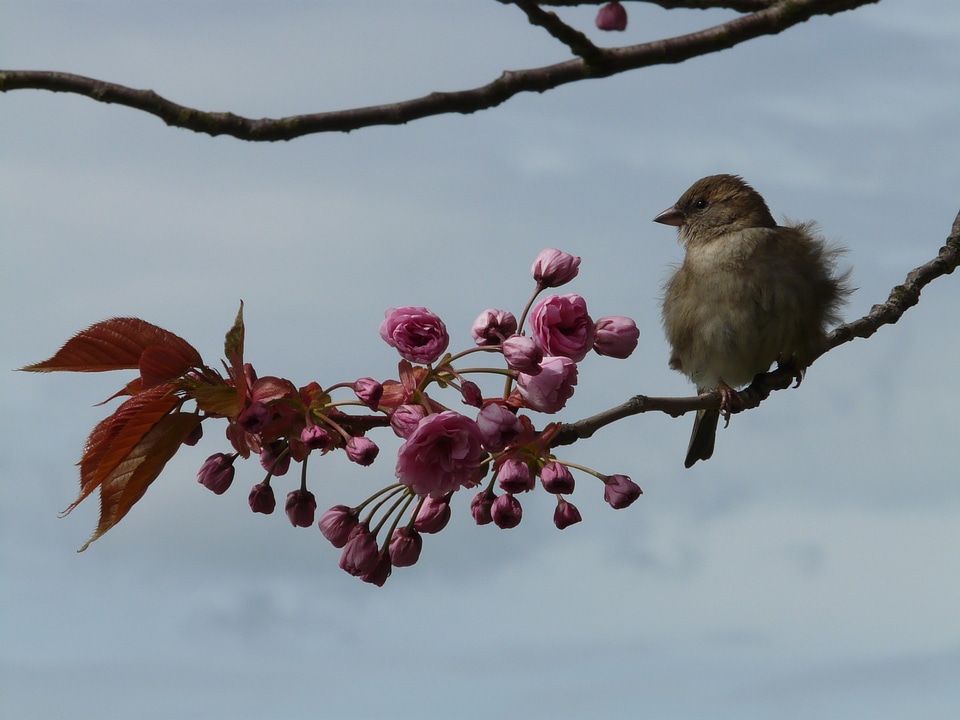 Sparrow sperling junvogel