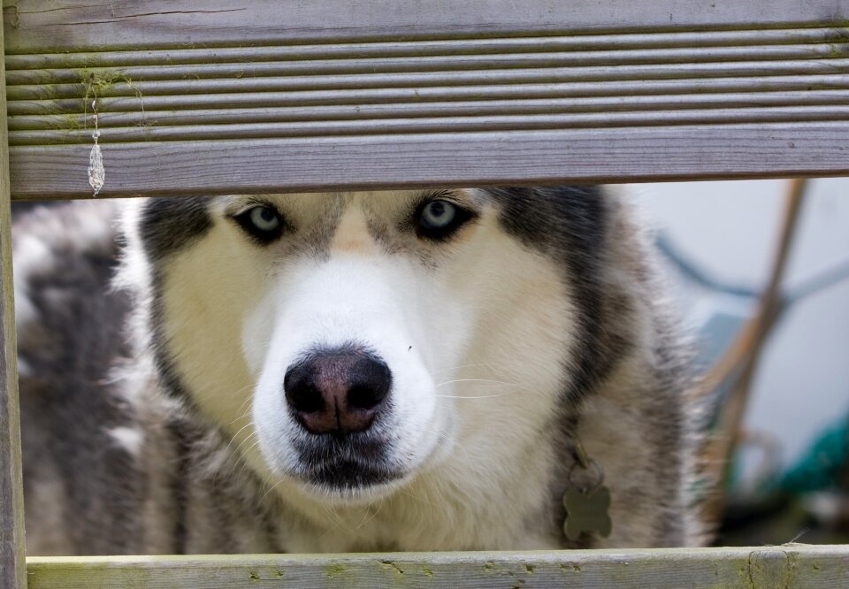 Pet animal canine