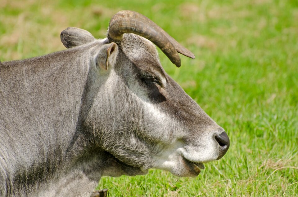 Destruction grazing graze