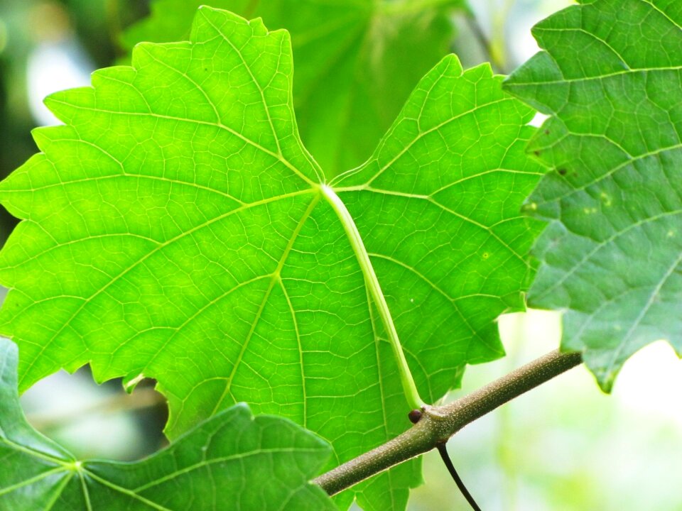 Green fruit nature