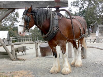 Equine animal shire photo