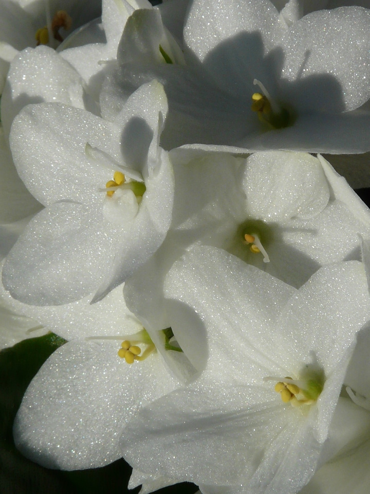 Bloom inflorescence white