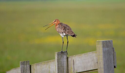 Nature animal spring