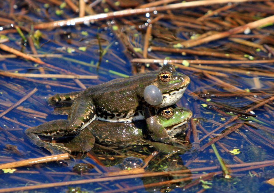Amphibian amphibians wild