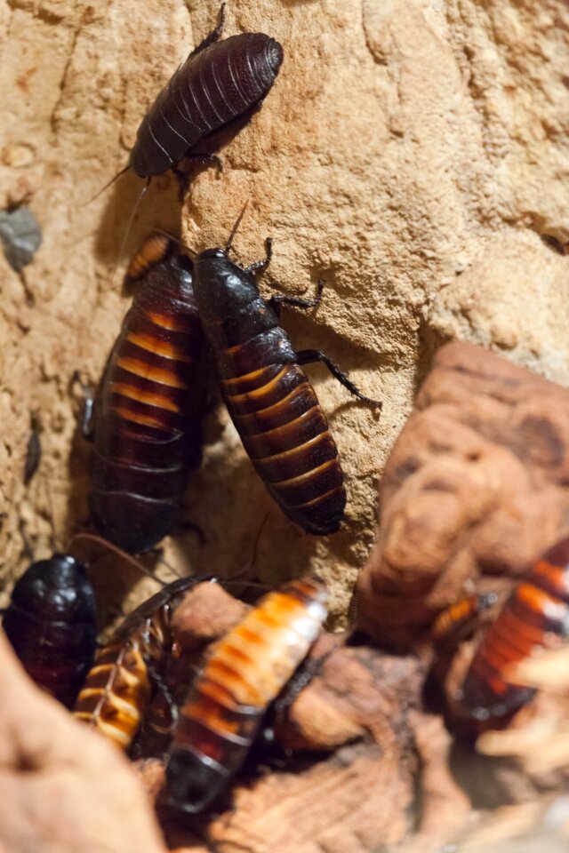 Bug cockroach creepy