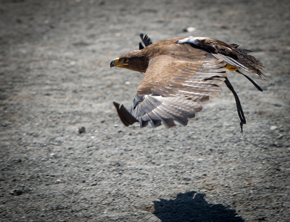 Bird bird of prey fly