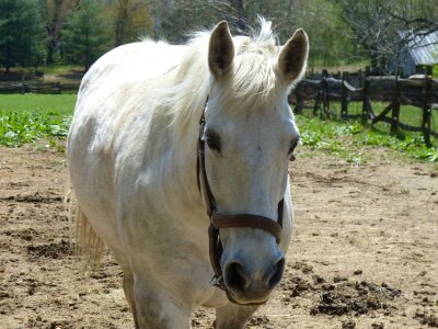 White horse farm work