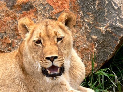 Leo wild wildlife