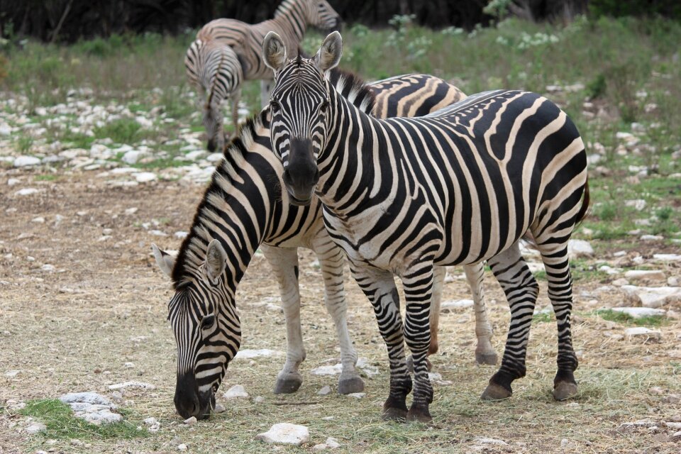 Stripes eating mammal