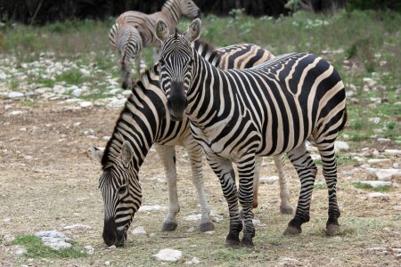 Stripes eating mammal