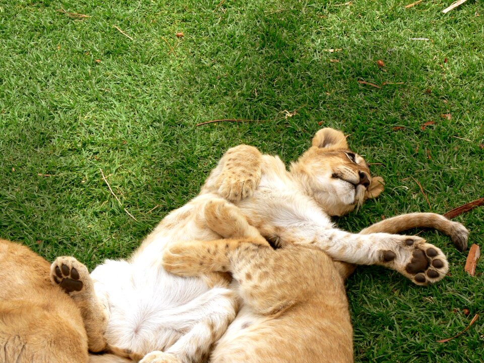 Wild wildlife africa