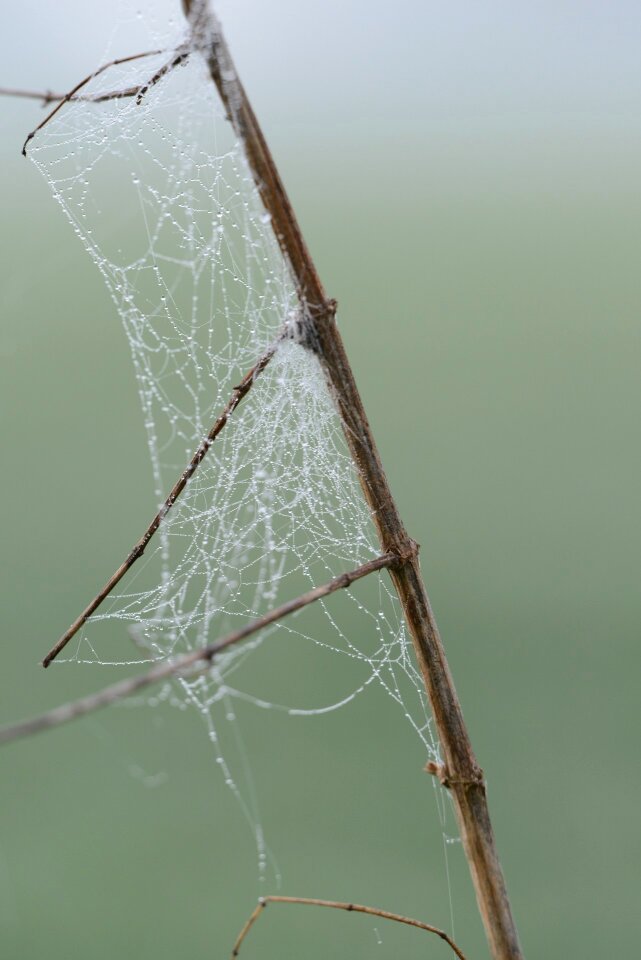 Spider spring nature