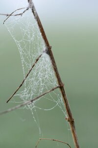 Spider spring nature