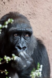 Big black endangered