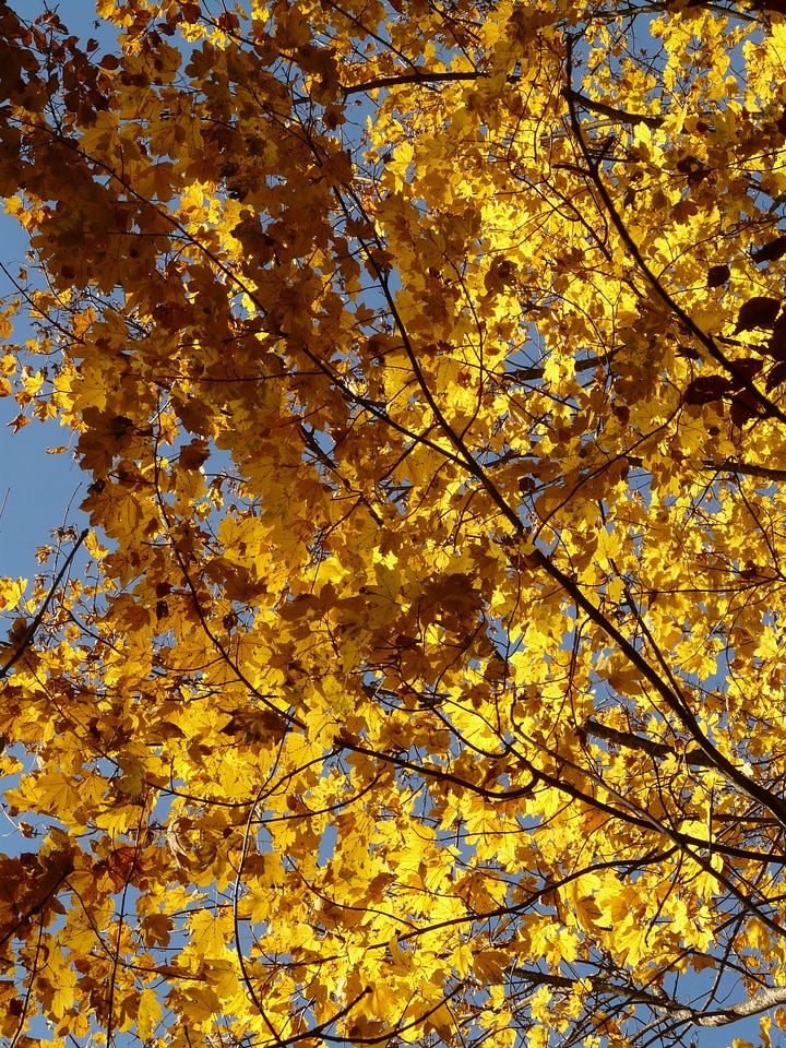 Acer deciduous tree golden autumn