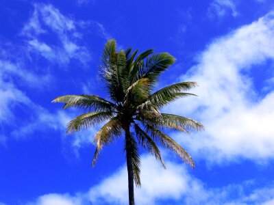 Tropical blue sky photo