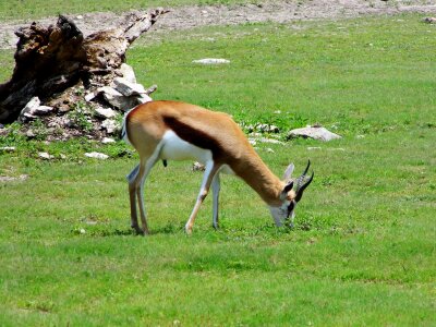 Wildlife nature african