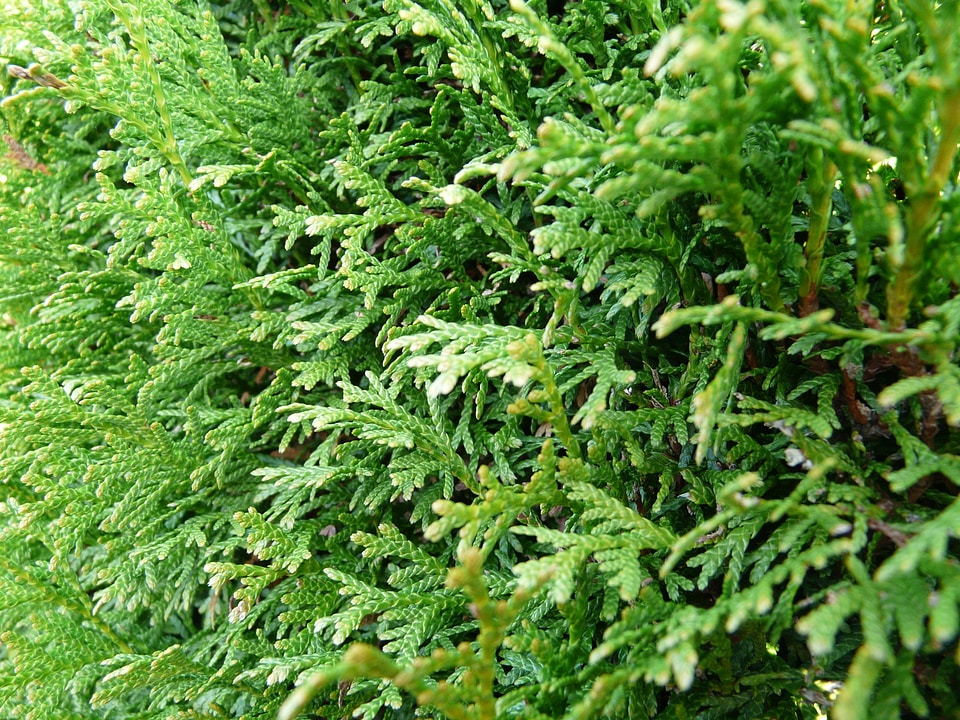 Cypress under glass cupressaceae hedge plant