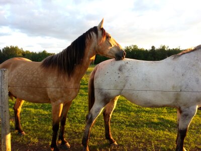 Animal friendship fellowship