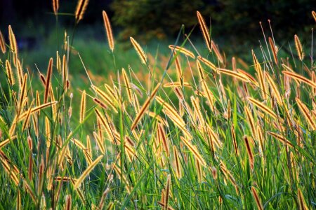 Brown seed field background