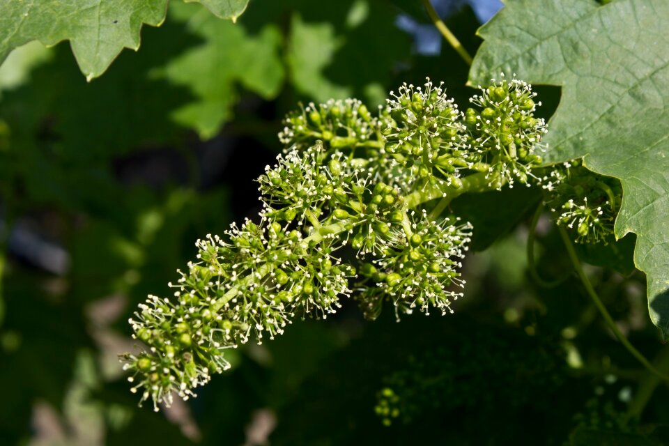 Bunch berry vines garden