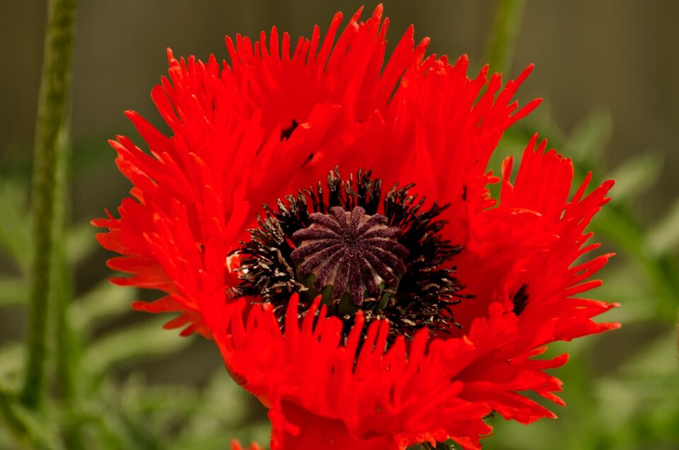 Red sun outdoor