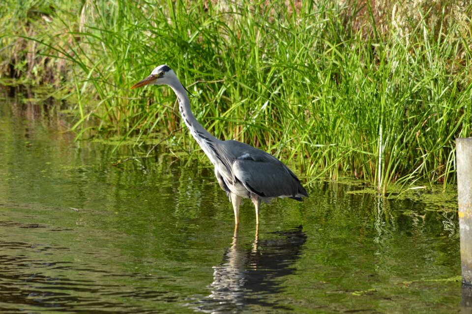 Fish fishing nature