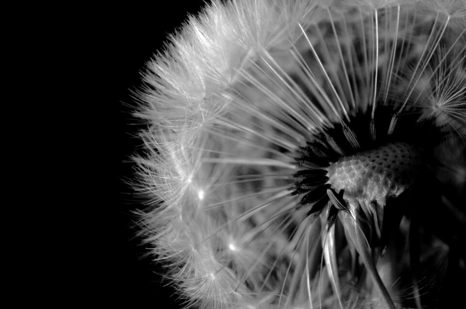 Close-up white macro