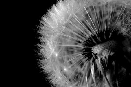 Close-up white macro