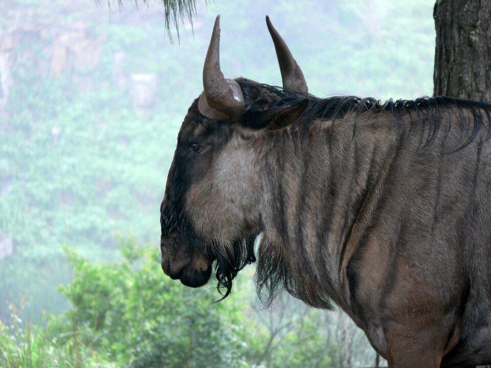 Wildebeest wildlife africa