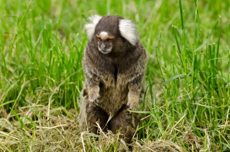 Wildlife fur ape