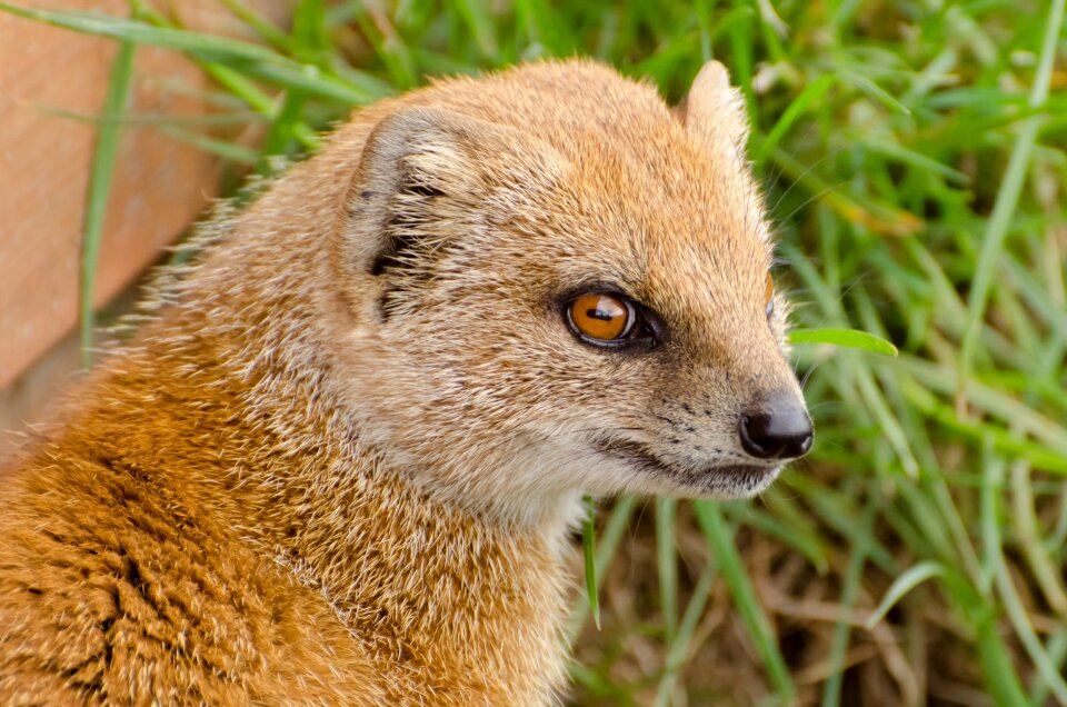 Mammal curious tail