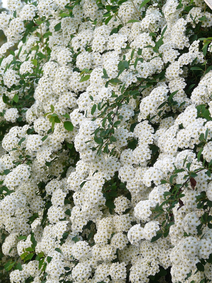 Hedge spiraea x vanhouttei spierstrauch