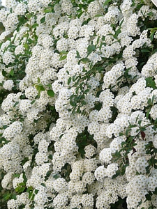 Hedge spiraea x vanhouttei spierstrauch