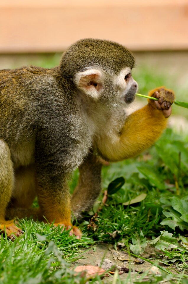 Rainforest tree snout