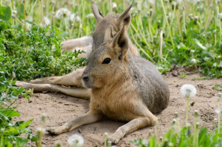 Mammal spring hare