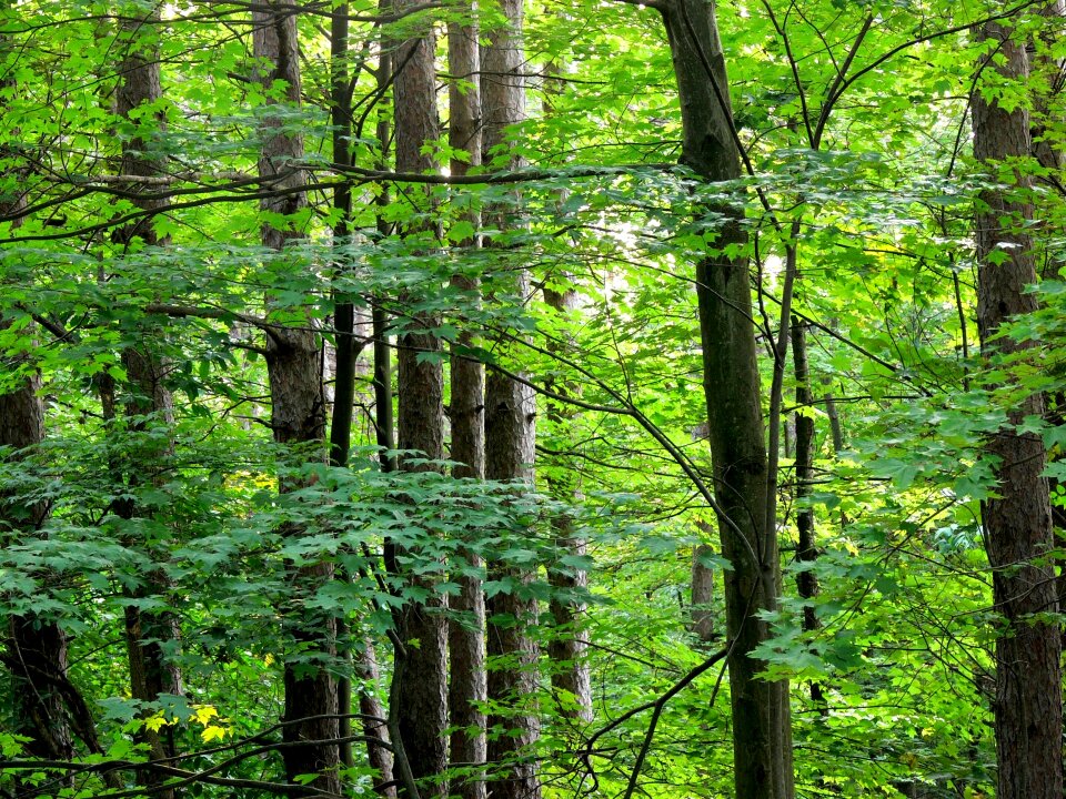 Line tall parallel