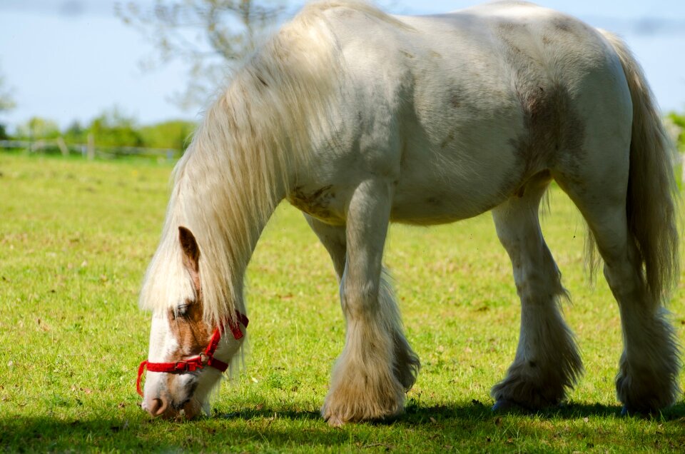 Mammal green stallion