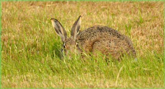 Meadow nature animal