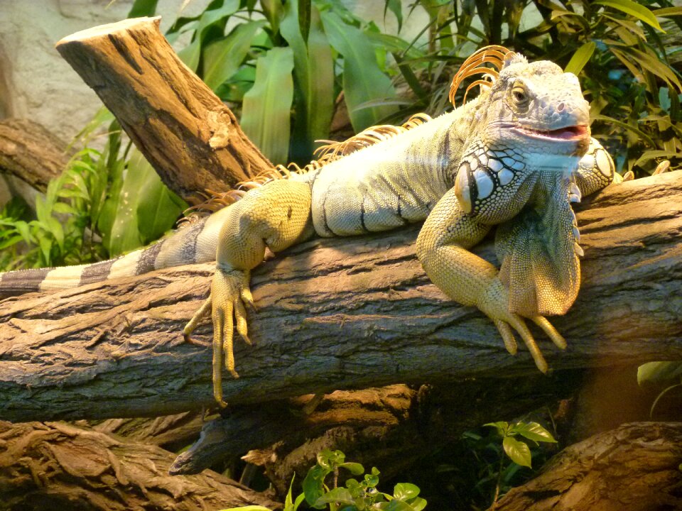 Reptile jungle dragon