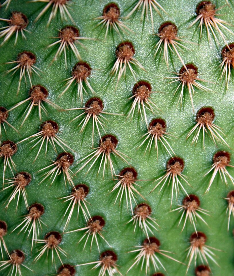 Nature spikes thorns