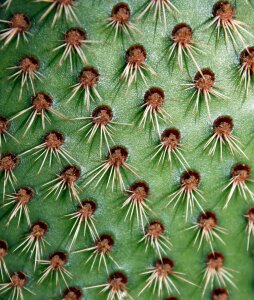 Nature spikes thorns