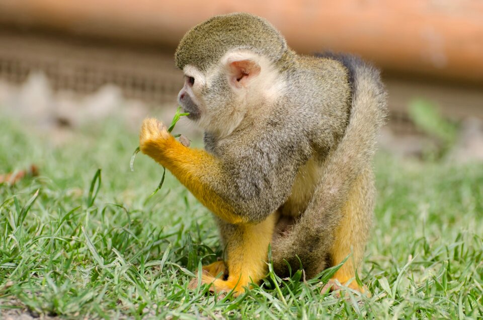 Rainforest tree snout