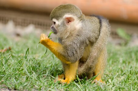 Rainforest tree snout
