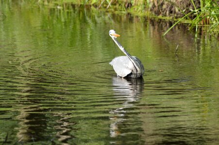 Fish fishing nature