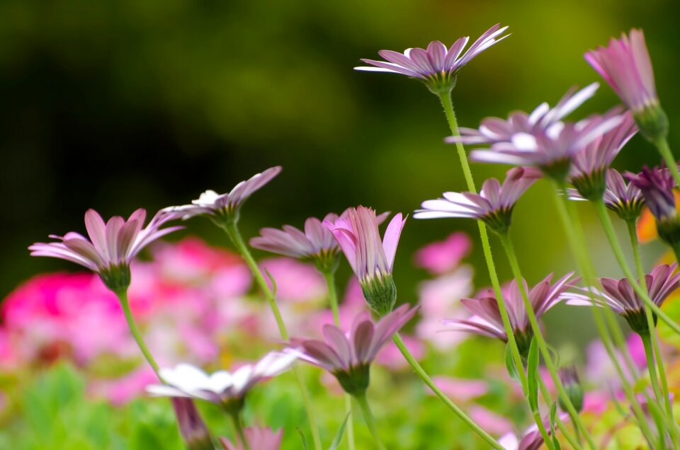Nature macro background