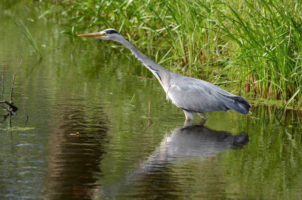 Fish fishing nature